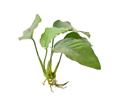 aquarium plant Anubias on transparent png