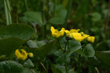 Beautiful yellow flower and unopened buds of Marsh Marigold (Caltha palustris), close-up, in a low spot among its own dense foliage. Rare drops after rain are visible on the plant