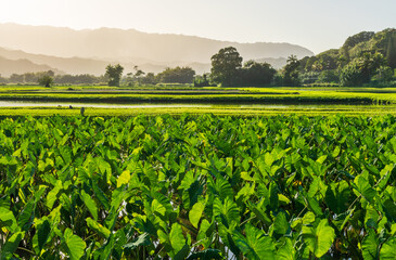 Lush taro fields bask in the sun near Hanalei on Kauai's north shore, framed by verdant mountains and clear skies. Tranquil agricultural scene