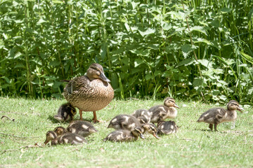 close up of female mallard duck with family of cute ducklings