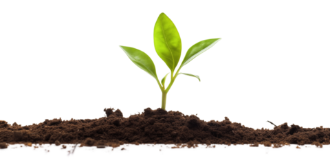 A small plant sprout growing from the ground on a transparent background. Generative ai