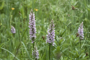 The Common Spotted orchid the county flower of West Lothian