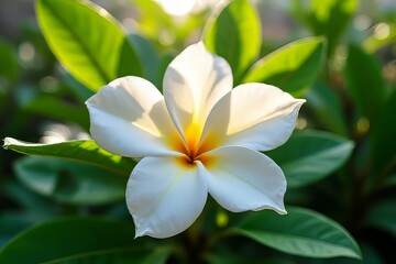 Fototapeta premium Close-up of a Beautiful White Plumeria Flower in Sunlight