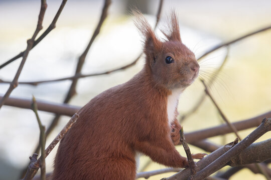 Eichh&ouml;rnchen