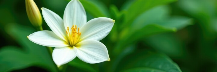 Showy white petals curve around prominent yellow stamens, foliage, leaf, nature