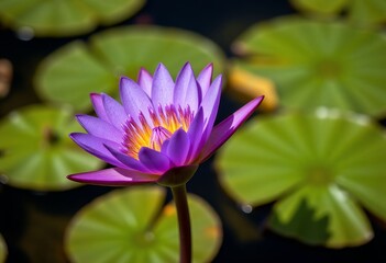 Purple Lotus Blossom with Lily Pads Background