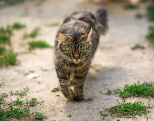 Fluffy cat on a nature walk, close-ua