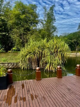 Pandanus tectorius, also known as the screw pine, growing near or in lake water, adding a tropical touch to the serene environment.
