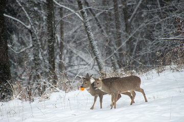 Roe Deer in a Snowy Forest Holding an Orange Fruit