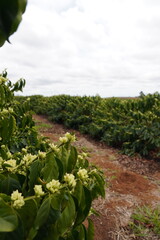 vegetable garden in the garden
