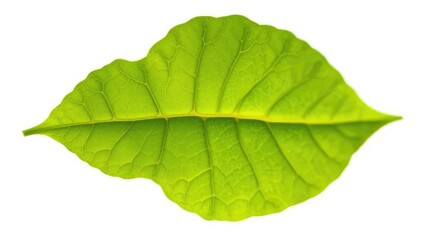 Delicate fig leaf on white background, isolated, intricate details, plant, green