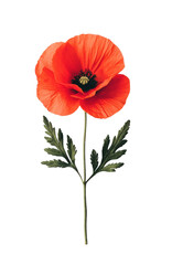 Red poppy flower with delicate petals and a dark center, attached to a green stem with leaves. The botanical illustration highlights the details of the plant. Isolated on transparent background, png.