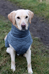 Portrait of Labrador Retriever in a blue jacket on a walk in the countryside