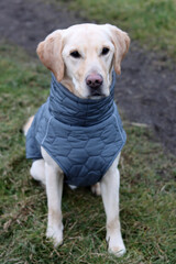 Labrador Retriever in a winter jacket on a walk in the park. Cute young dog wearing warm vest. Healthy pet concept. 