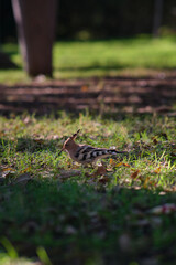 hoopoe bird on the green grass