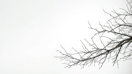 Fototapeta premium bare branches of a Christmas tree stretch out from an empty white table, , empty table, christmas tree branches