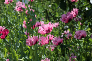 Bed of pink Opium Poppies Devon England
