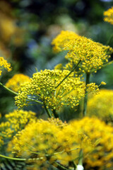 Closeup of Dill plants, Devon England
