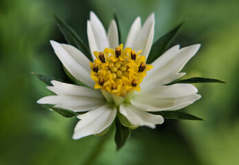 Obraz premium Selective Focus on White Cosmos Caudatus Flower in Soft Natural Light.