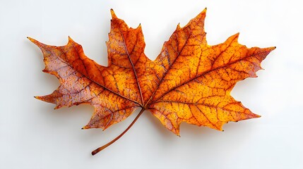 Fototapeta premium Closeup of a detailed and elegant maple leaf showcasing its intricate vein patterns against a clean white background with soft natural lighting