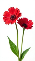 Fototapeta premium Dark red chicory flowers isolated on white background with empty space, clean, plants