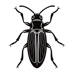 coffee borer beetle vector illustration