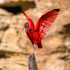 Scarlet Ibis flapping wings perched on a wooden stake. Eudocimus ruber, Bioparc, Doué la Fontaine,...