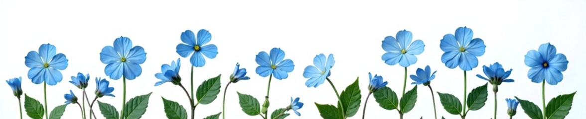 Naklejka premium Delicate blue brunnera forget me not blooms isolated on white background, garden, bloom, blue flowers