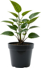 Obraz premium Lush Green Plant in Dark Gray Pot Vibrant Foliage Indoor Plant Houseplant