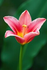Delicate pink petals unfolding on a bright green stem, lily, summer