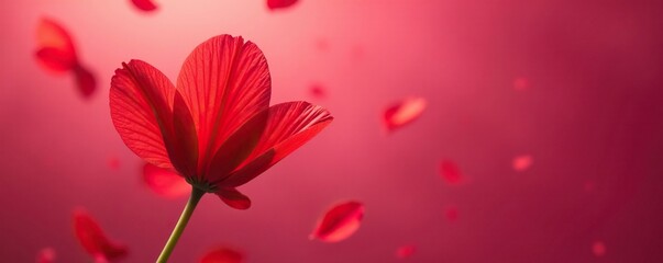 Red chicory petals suspended in mid-air against a warm magenta hue, air, magenta, pinkish