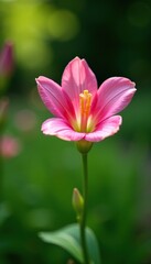Fototapeta premium Soft petals of alstroemeria in a tranquil garden, serene, garden, greenery