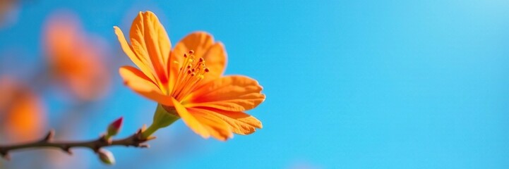 Fototapeta premium Isolated orange blossom against bright blue sky, petal, blue