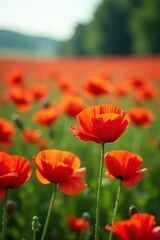 Naklejka premium Field of bright red poppy flowers with delicate petals, red flowers, landscape