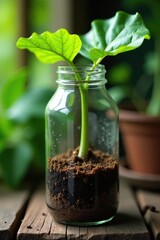 Fiddle leaf fig roots growing in a plastic bottle, growth, garden