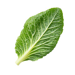 Fresh green lettuce leaf with intricate veins and texture
