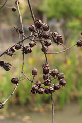 Dried Lagerstroemia: Seed Pods Close-Up