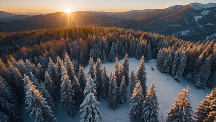 panorama seen from above of snow-covered pine trees in winter with sun