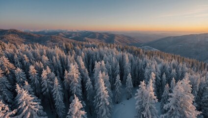 panorama seen from above of snow-covered pine trees in winter with sun