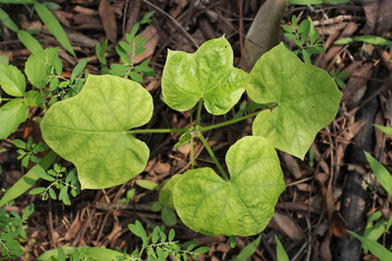 Unique Leaf Shape: Close-Up on Green Veins
