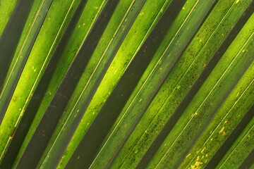 Palm or coconut Leaf Detail: Abstract Green Lines