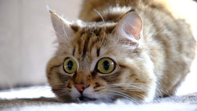 Cute tabby cat in ambush, preparing to attack. Small hunter. Close up. Looking around . hiding and peeking	