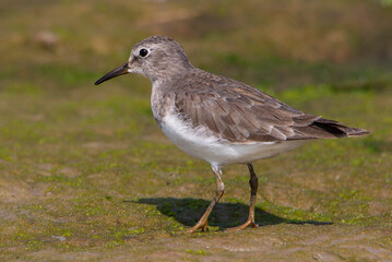 Stint