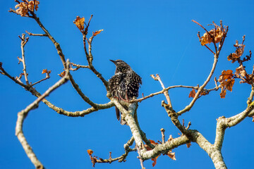 the common starling or European starling Stumus vulgaris perched in a tree with blue sky in the background