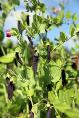 Sunlit Garden Pea plants with dark red pods, Devon England

