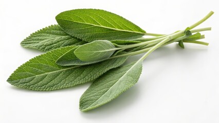 Sage Sprig on White Background