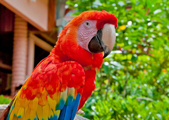 Red macaw in a green tropical forest in Nicaragua.