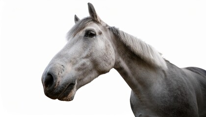 horse isolated on white background