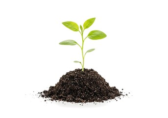 Young Green Seedling Growing in Rich Soil on White Background - Perfect for Environmental and Agricultural Projects.

