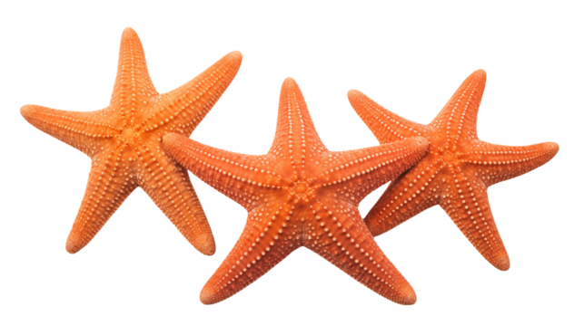 Three vibrant orange starfish on black background perfect for summer beach themes ocean life designs marine biology projects or tropical vacation imagery - Powered by Adobe